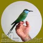 زنبور خور کوچک